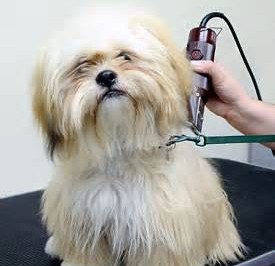 Coquetterie MC offers grooming services to small dog as well as food and accessories