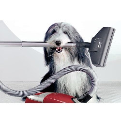 Small dog holding a vacuum cleaner part-Resized