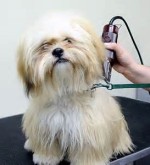 For THE best service for your pet go to Salon esthétique canin la belle gueule